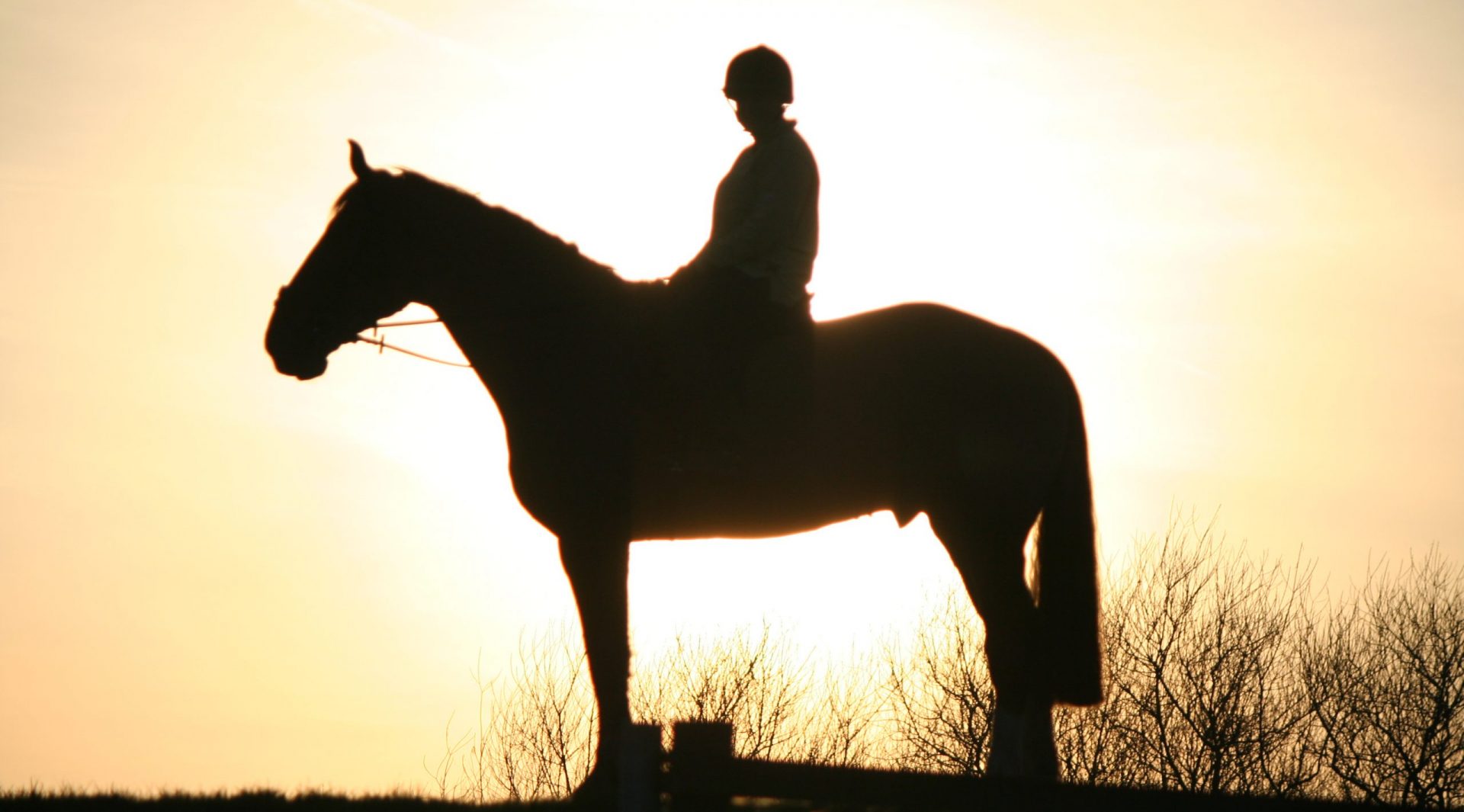 HorseSunset